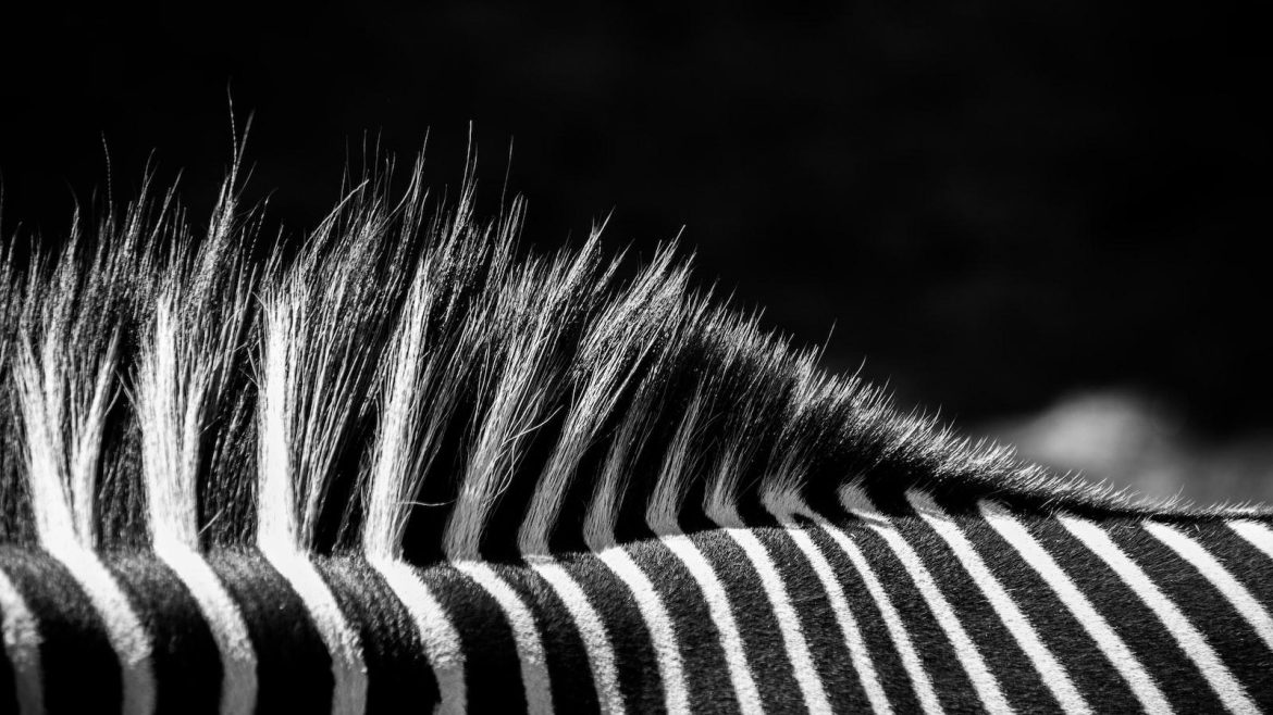 The Couture Chronicle: Navigating the Fashion Universe with the Definitive Fashion Encyclopedia